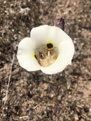 Calochortus vestae