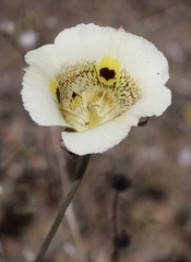 Calochortus vestae