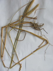 Elymus virginicus virginicus