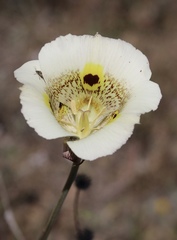 Calochortus vestae