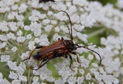 Stenopterus ater