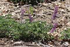 Lupinus sericatus