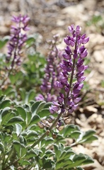 Lupinus sericatus