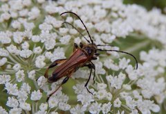 Stenopterus ater