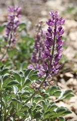 Lupinus sericatus