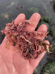 Chondracanthus chamissoi