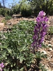 Lupinus sericatus