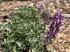 Lupinus sericatus