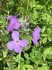 Phlox maculata