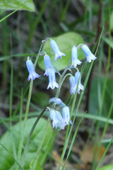 Brimeura amethystina