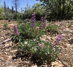 Lupinus sericatus
