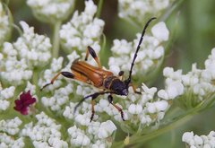 Stenopterus ater