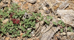 Ceanothus prostratus occidentalis