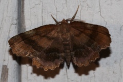Cepphis armataria