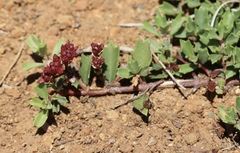 Ceanothus prostratus occidentalis