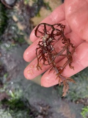 Chondracanthus chamissoi