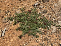 Ceanothus prostratus occidentalis