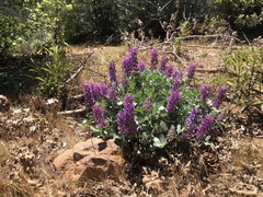 Lupinus sericatus