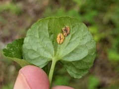 Puccinia violae