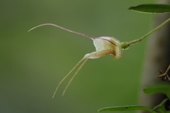 Masdevallia nidifica