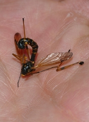 Ctenophora flaveolata