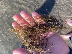 Gracilaria chilensis