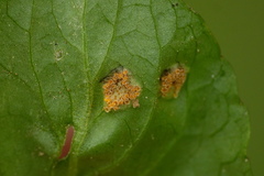 Puccinia violae
