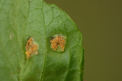 Puccinia violae