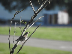 Turdus viscivorus