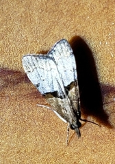 Antiscopa epicomia