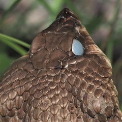 Phlebotominae