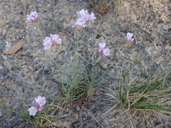 Armeria girardii