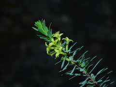 Thymelaea dioica