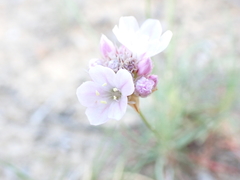 Armeria girardii