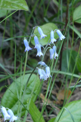 Brimeura amethystina
