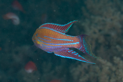 Paracheilinus angulatus