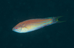 Paracheilinus angulatus