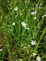 Stellaria palustris