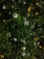 Stellaria palustris