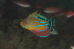 Paracheilinus carpenteri