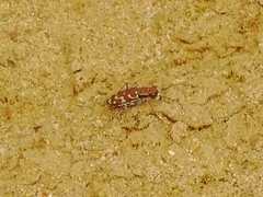 Lophyra flexuosa