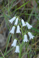 Brimeura amethystina