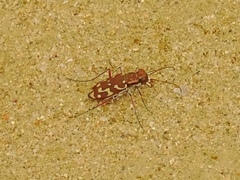 Lophyra flexuosa