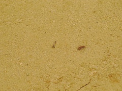 Lophyra flexuosa