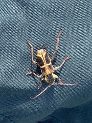 Triodoclytus lanifer