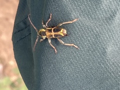 Triodoclytus lanifer