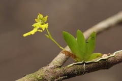 Erycina pumilio