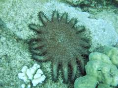 Acanthaster planci