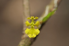 Erycina pumilio