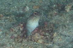 Gold-Specs Jawfish photo 4